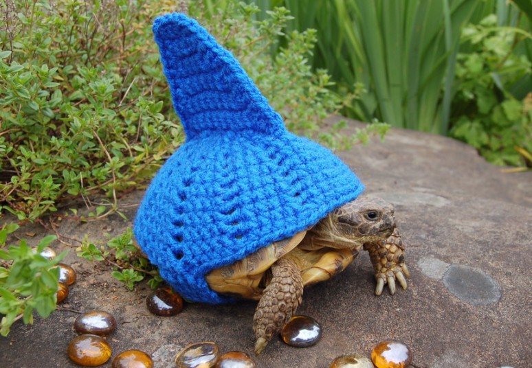 Кэти Брэдли вяжет необычные костюмы для черепах 