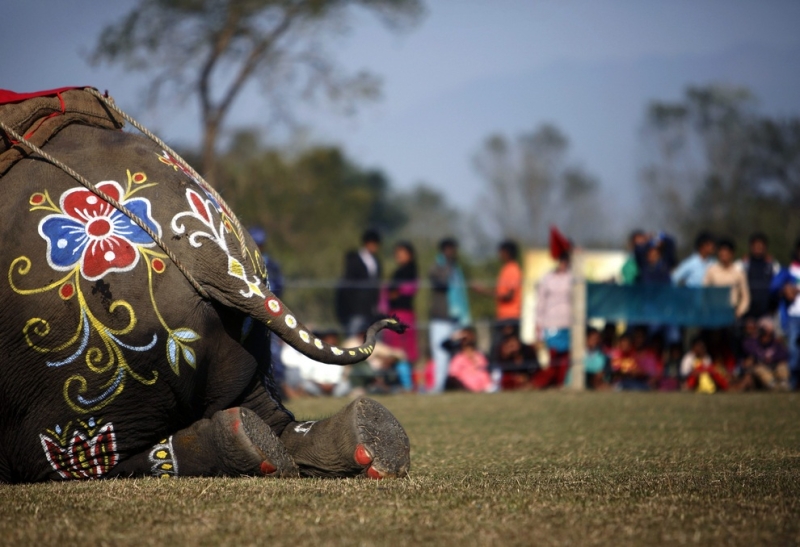 Конкурс красоты среди слонов (4 фото)