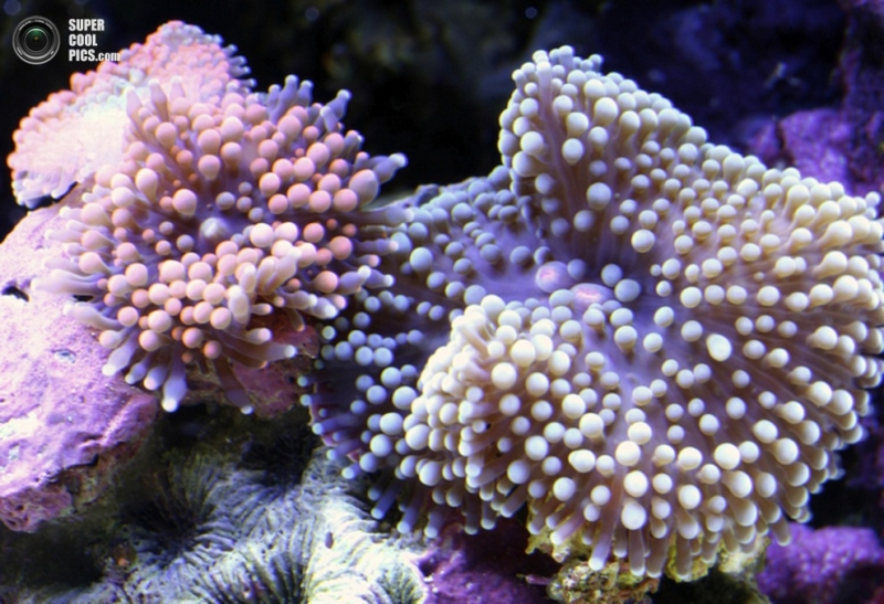 Коралловые рифы в макрофотографиях Феликса Саласара (10 фото)