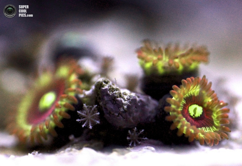 Коралловые рифы в макрофотографиях Феликса Саласара (10 фото)