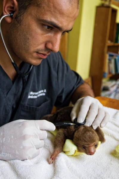 Костариканская обитель ленивцев (10 фото)