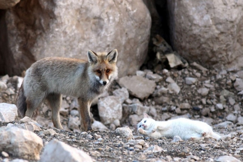 Кот и лисица: История одной дружбы (8 фото)