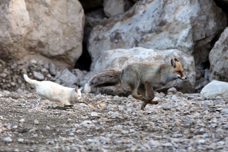 Кот и лисица: История одной дружбы (8 фото)