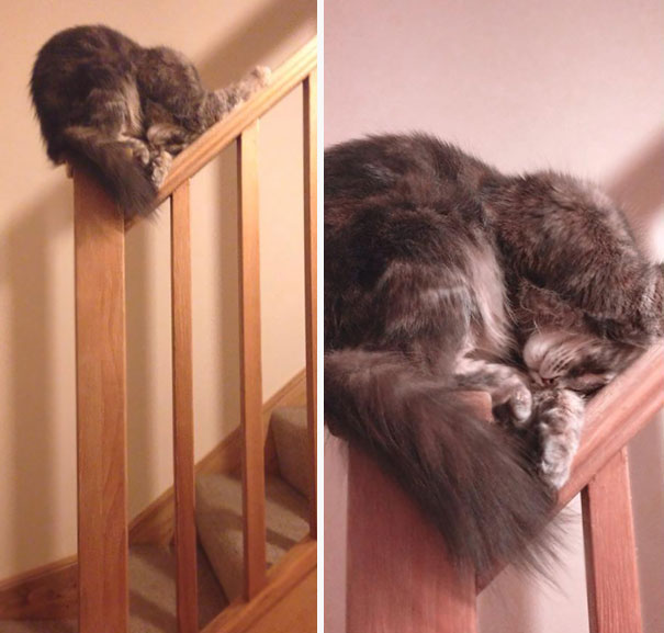 Коты, которые спят в самых неожиданных местах | 20 фото
