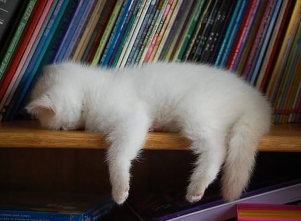 Коты, которые спят в самых неожиданных местах | 20 фото
