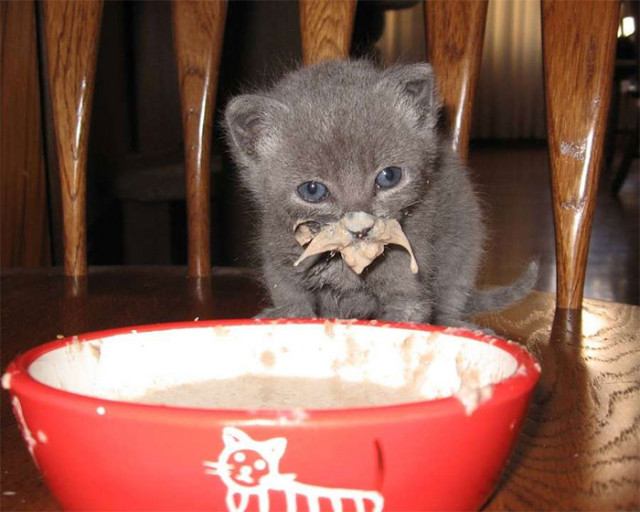 Кушайте, не обляпайтесь: 20 милейших котяток, которые не умеют есть аккуратно
