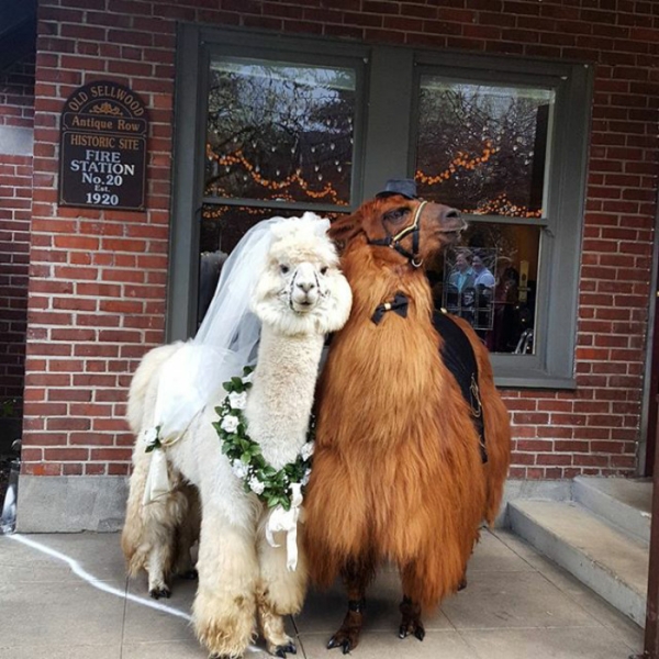 Ламы на свадьбе. 10 ФОТО