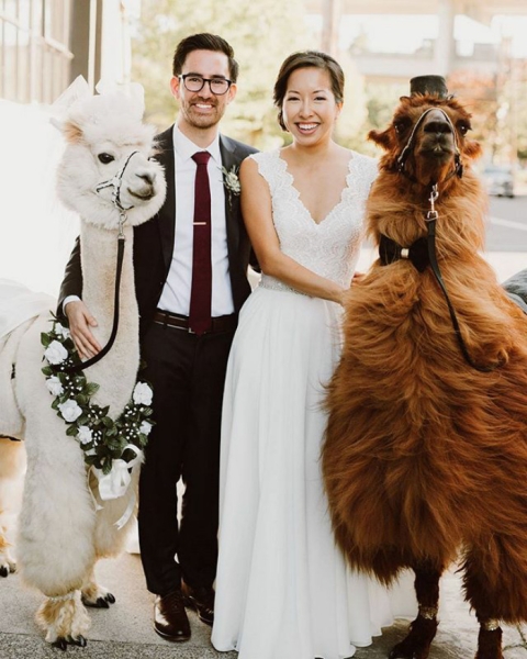 Ламы на свадьбе. 10 ФОТО