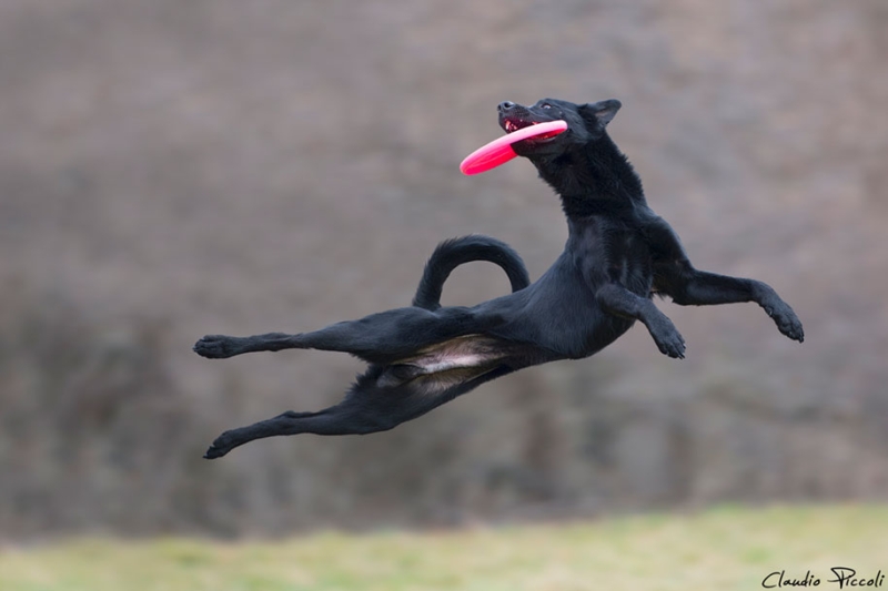 Летающие собаки: фотограф запечатлел собак в воздухе 