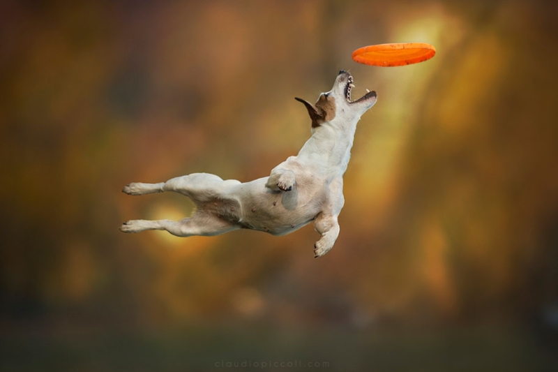 Летающие собаки: фотограф запечатлел собак в воздухе 