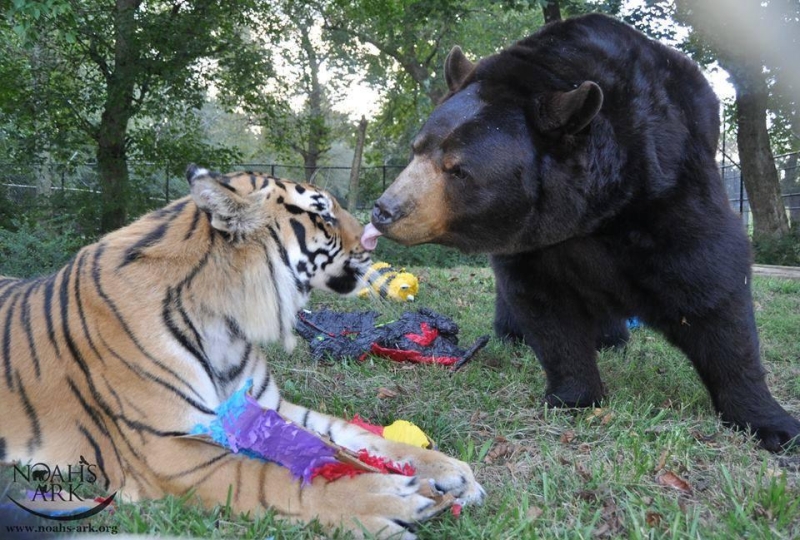 Лев, медведь и тигр - друзья не разлей вода 