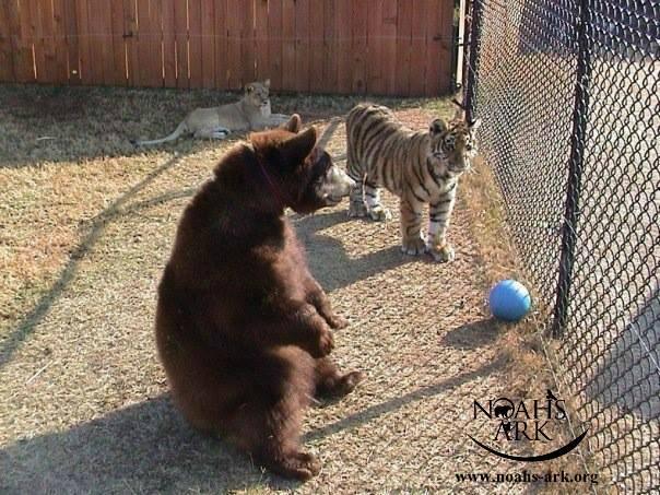 Лев, медведь и тигр - друзья не разлей вода 