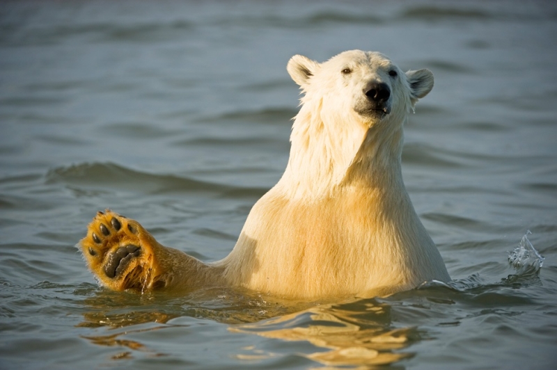 Любопытные белые медведи на Аляске (15 фото)