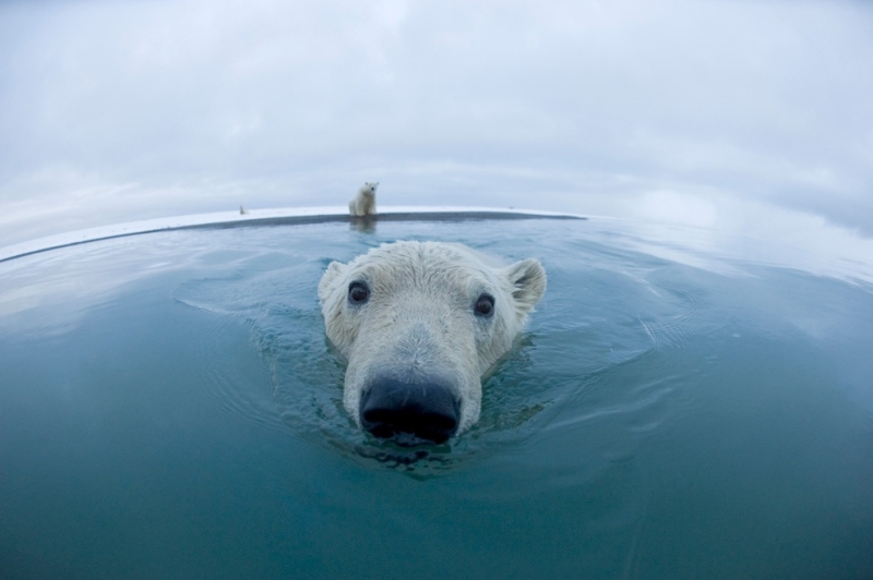Любопытные белые медведи на Аляске (15 фото)