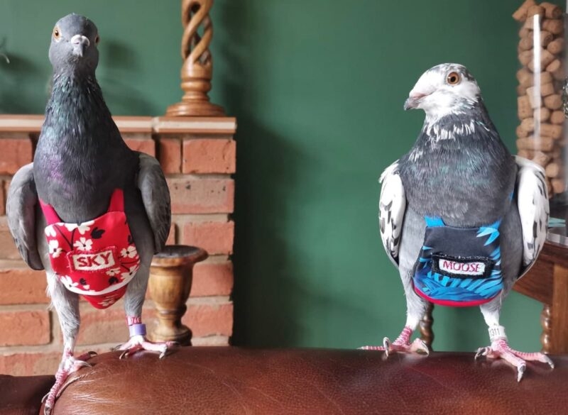Любовь и голуби: британка заказала птицам одежды на 400 тыс. рублей