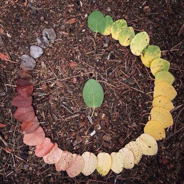 Люди делятся фотографиями жизненных циклов растений