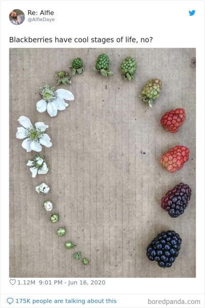 Люди делятся фотографиями жизненных циклов растений