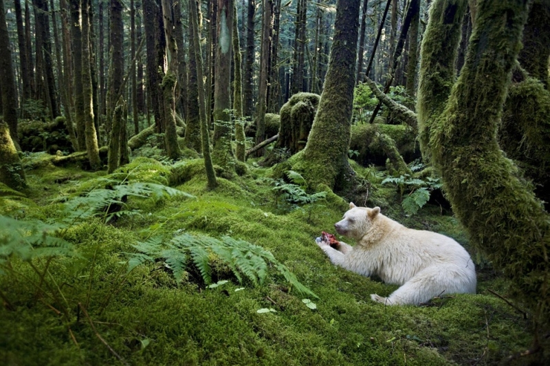 Лучшие снимки дикой природы Veolia Environnement Wildlife Photographer of the Year 2012 (20 фото)