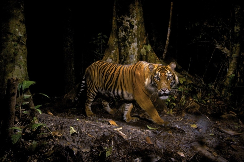 Лучшие снимки дикой природы Veolia Environnement Wildlife Photographer of the Year 2012 (20 фото)