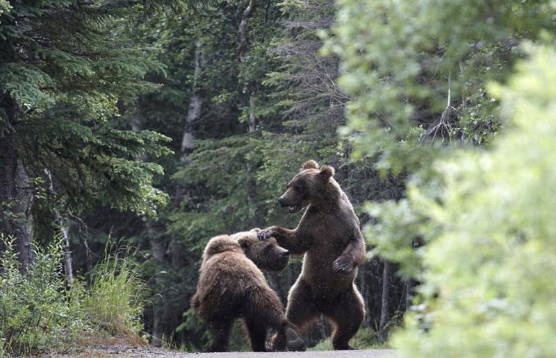 Медвежий конфликт (8 фото)