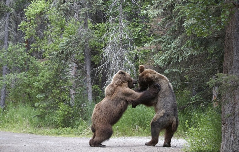 Медвежий конфликт (8 фото)