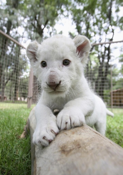 Мексиканский зоопарк показал редкого белого львёнка (4 фото)