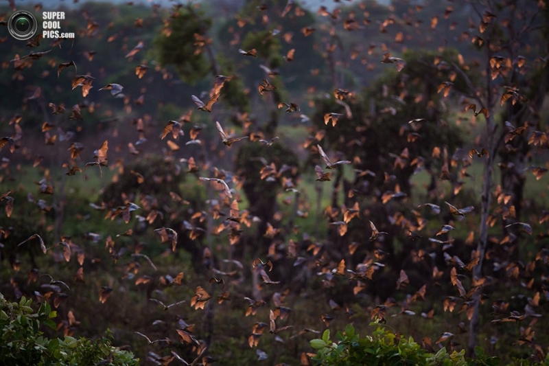 Миграция миллионов летучих мышей (10 фото)