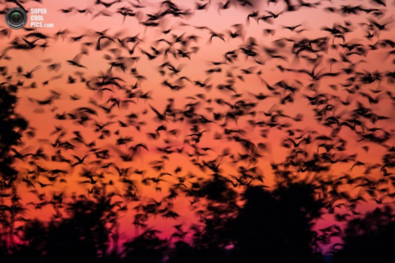 Миграция миллионов летучих мышей (10 фото)