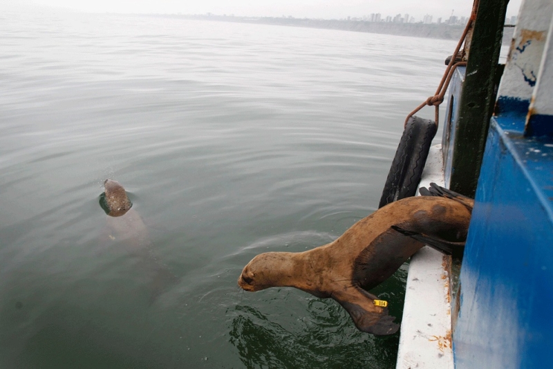 Морские львы Камило и Алекс вылечены и отпущены на волю (8 фото)