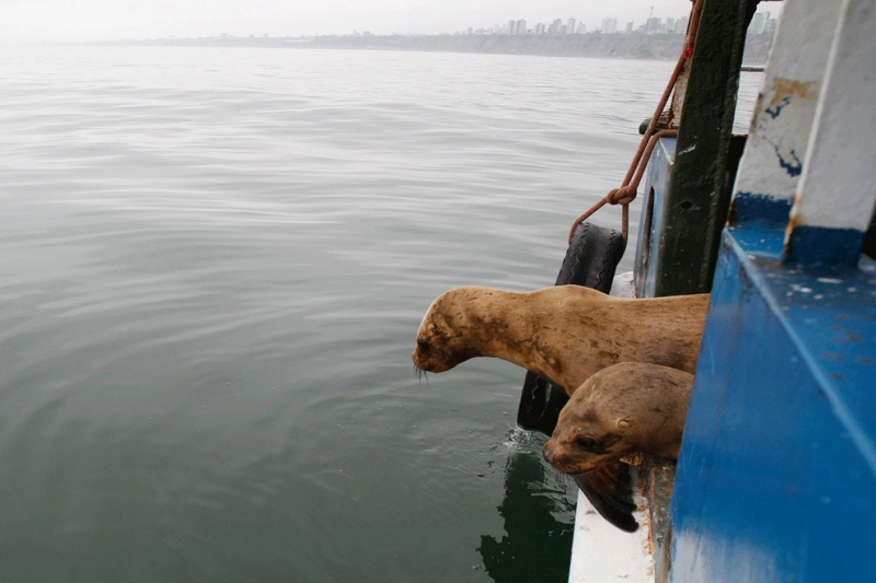 Морские львы Камило и Алекс вылечены и отпущены на волю (8 фото)