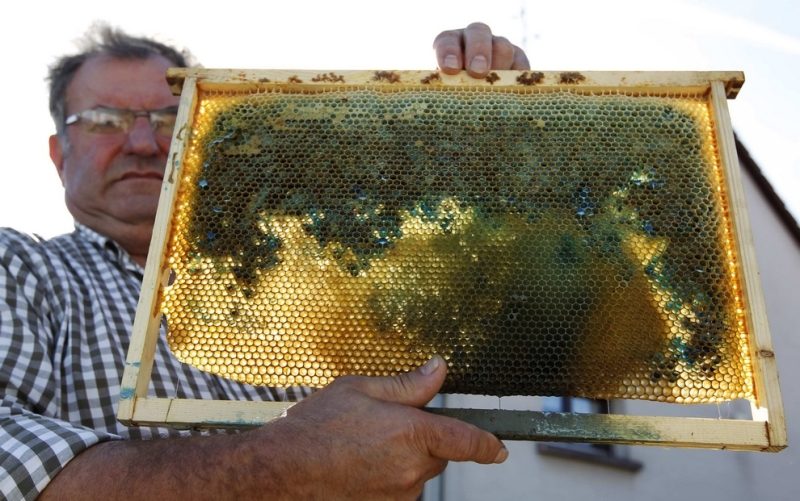 Неправильный мёд во Франции (7 фото + видео)
