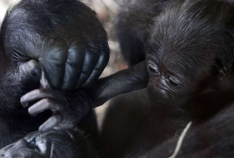 Новорожденный детеныш гориллы (11 фото)