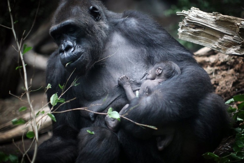 Новорожденный детеныш гориллы (11 фото)