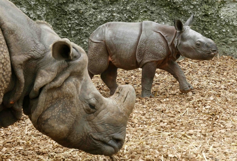 Одним индийским носорогом стало больше (6 фото)