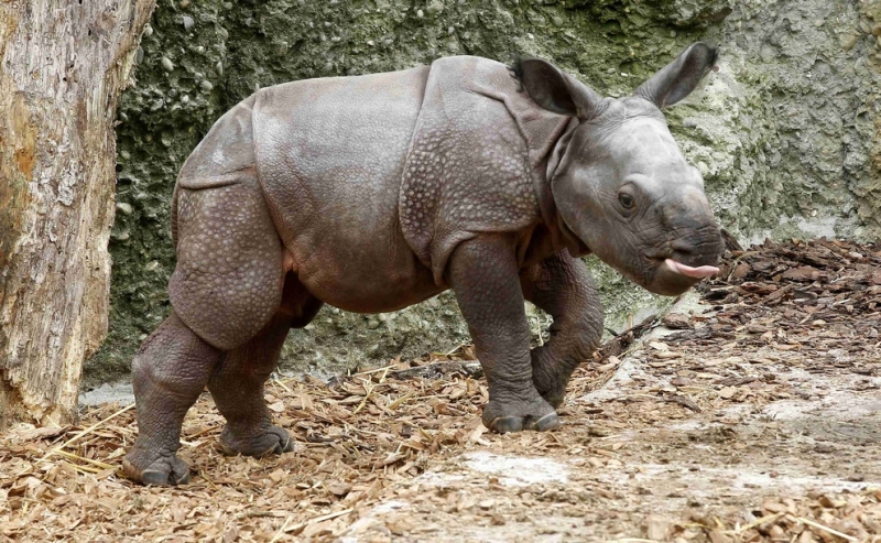 Одним индийским носорогом стало больше (6 фото)