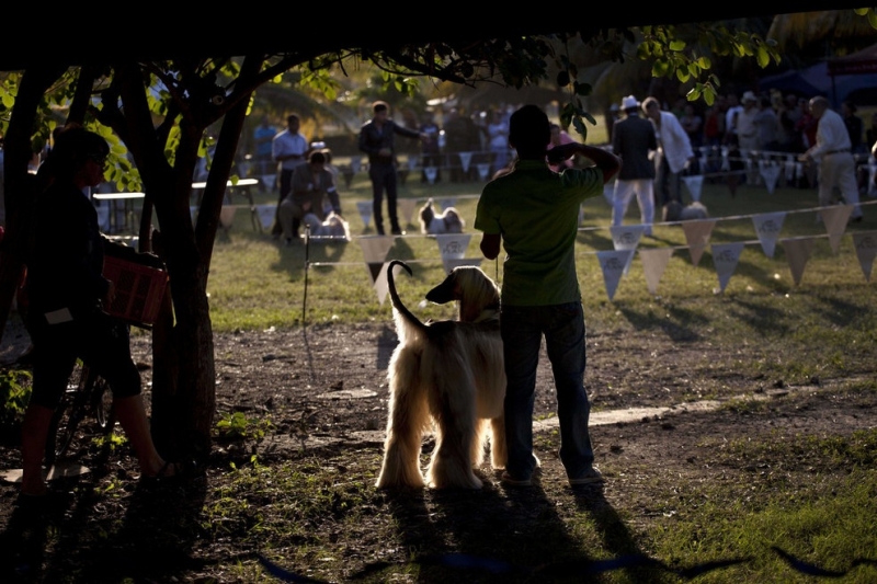Осенняя выставка собак на Кубе (13 фото)