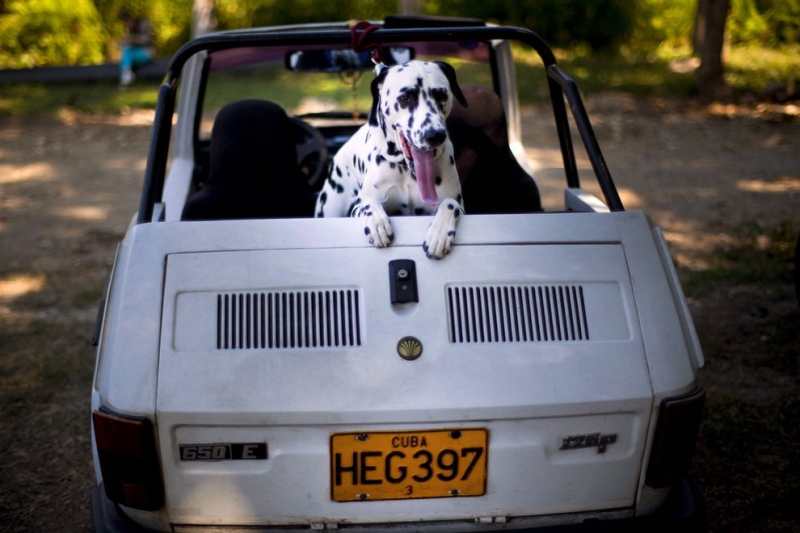 Осенняя выставка собак на Кубе (13 фото)