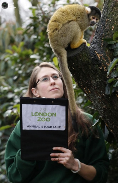 Перепись населения в Лондонском зоопарке (8 фото)