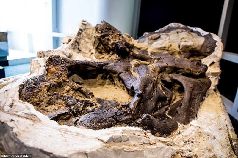 Первый полный скелет тираннозавра в смертельной схватке с трицератопсом, наконец-то раскрыт публике 