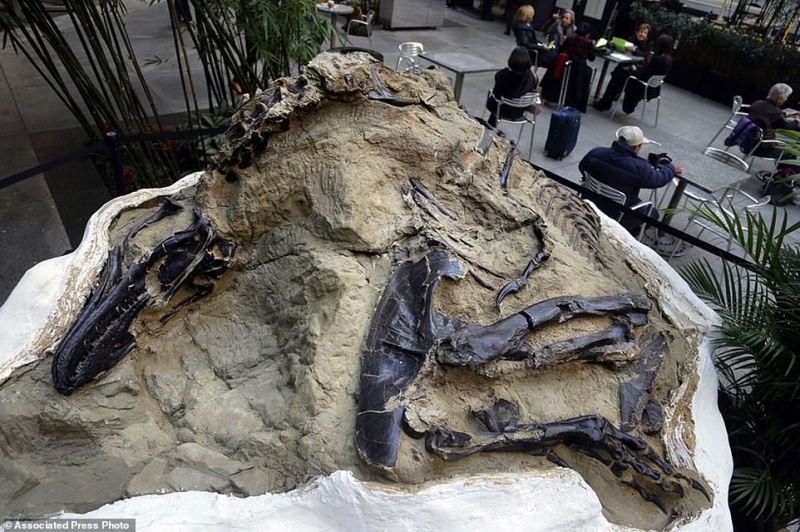 Первый полный скелет тираннозавра в смертельной схватке с трицератопсом, наконец-то раскрыт публике 