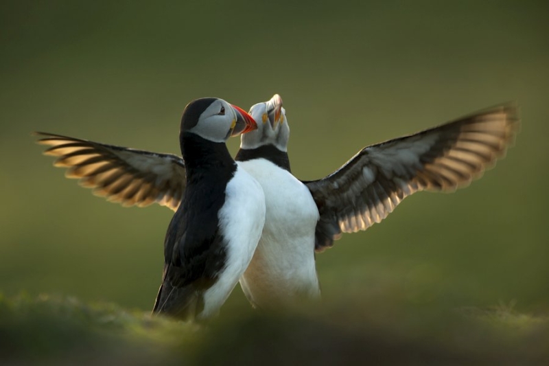Победители британского конкурса фотографий дикой природы