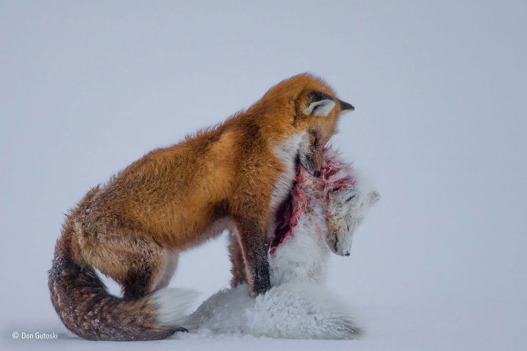 Победители конкурса "Фотограф дикой природы — 2015"