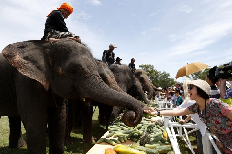 Поло на слонах за Кубок Короля (17 фото)