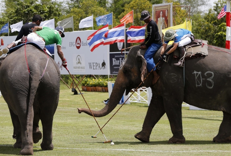 Поло на слонах за Кубок Короля (17 фото)