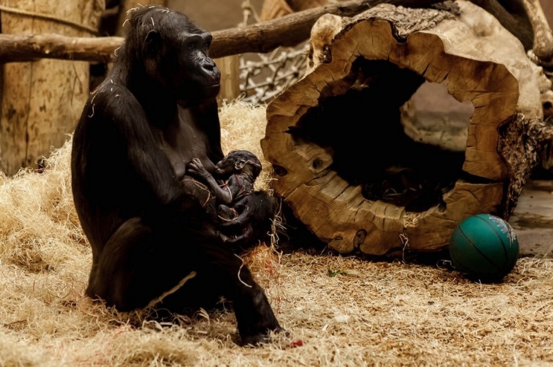 Пополнение в семье горилл из Пражского зоопарка (4 фото + видео)