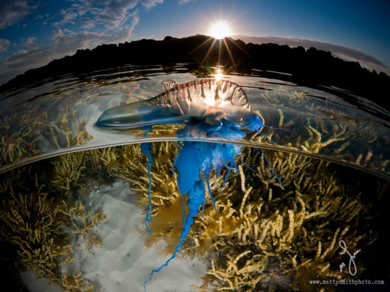 Потрясающие фотографии, сделанные одновременно над и под водой