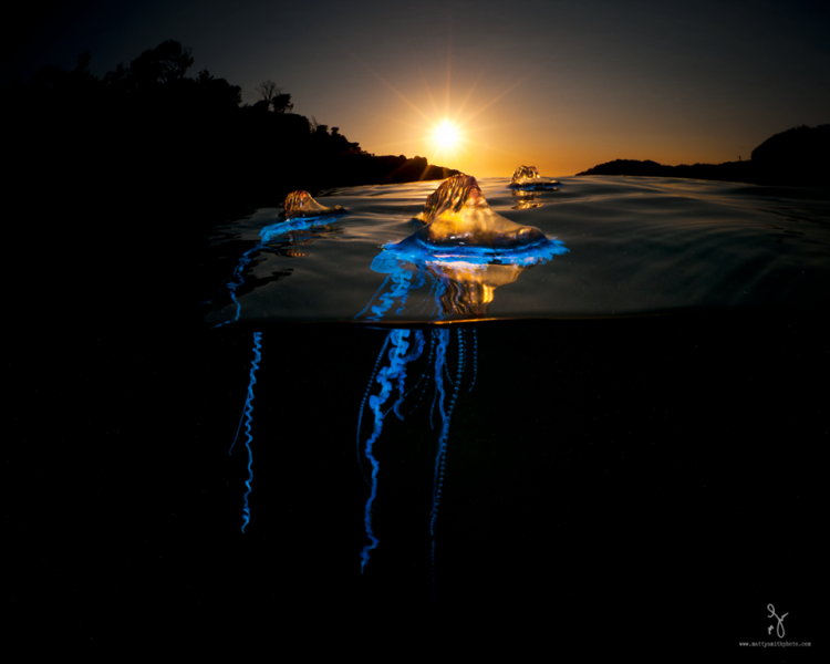 Потрясающие фотографии, сделанные одновременно над и под водой