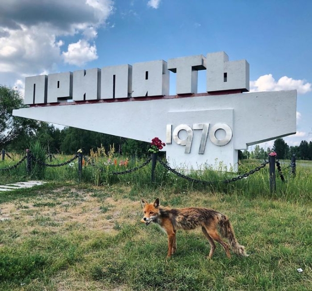 Природа Чернобыля выиграла битву с цивилизацией