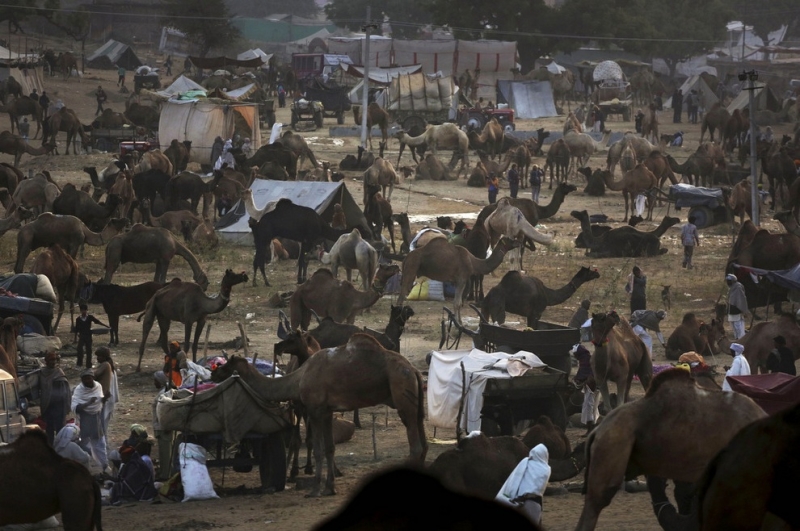 Пушкар-мела 2012: Самая большая в мире ярмарка верблюдов (20 фото)