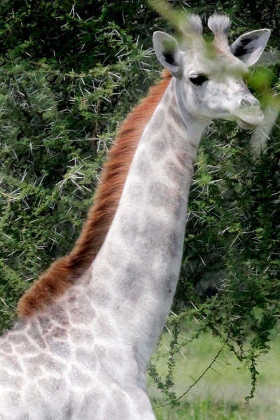Редкий белый жираф замечен в Танзании 